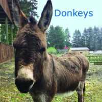 Donkeys Cover
